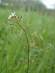 Draba muralis