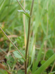 Draba muralis
