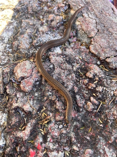 Photo of a Cope's Earth Snake (Conopsis acuta)