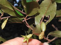 Elaeagnus loureirii