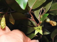 Elaeagnus loureirii