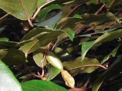 Elaeagnus loureirii