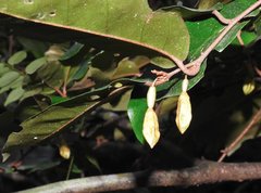 Elaeagnus loureirii