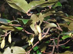 Elaeagnus loureirii