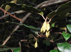 Elaeagnus loureirii