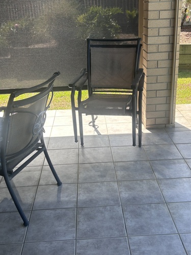 Common Tree Snake sighting