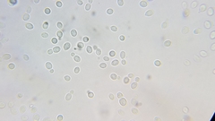 Saccharomycetes
