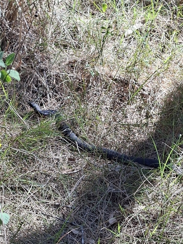 Red-bellied Black Snake sighting