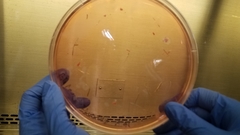 Saccharomycetes