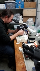 Saccharomycetes
