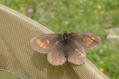 Erebia pharte