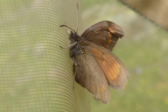Erebia pharte