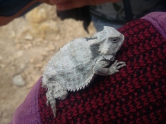 Phrynosoma braconnieri