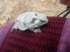 Phrynosoma braconnieri