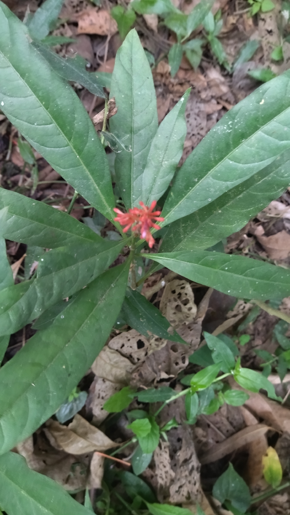 Snakewood (Rauvolfia serpentina)