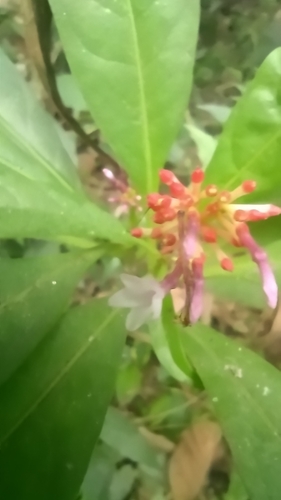 Rauvolfia serpentina, photograph 2