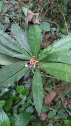 Rauvolfia serpentina, photograph 3