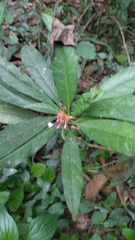 author not stated, no rights reserved Rauvolfia serpentina, photograph author not stated, no rights reserved