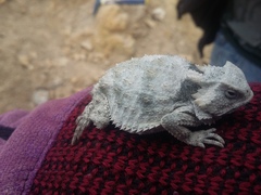 Phrynosoma braconnieri