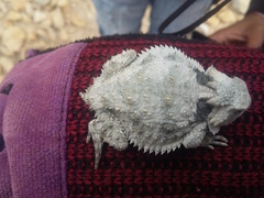 Phrynosoma braconnieri