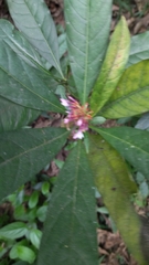 author not stated, no rights reserved Rauvolfia serpentina, photograph author not stated, no rights reserved