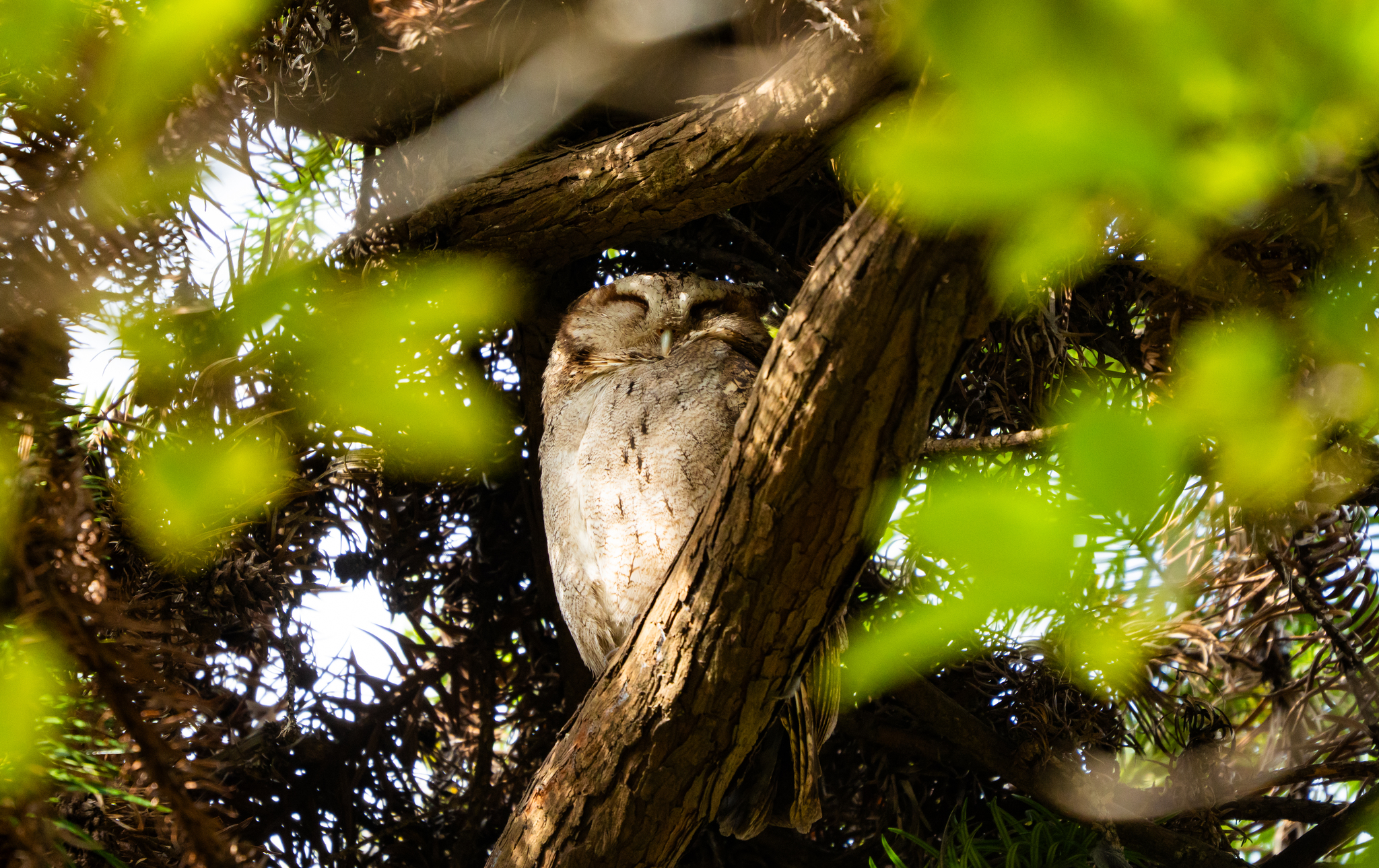 Collared Scops Owl
