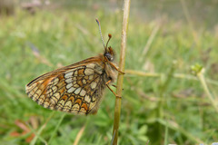 Melitaea varia