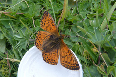 Boloria napaea