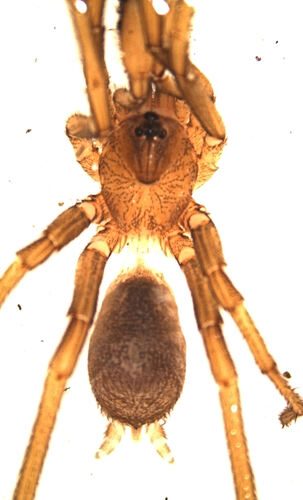 Galeosoma pallidum