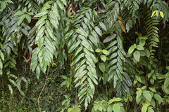 Stenochlaena palustris