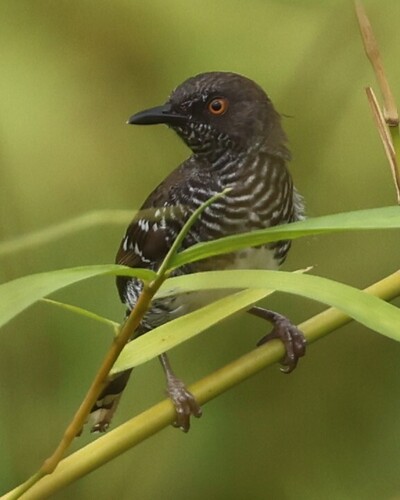 Banded Prinia