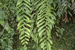 Stenochlaena palustris