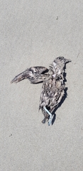 Pelecanoides urinatrix