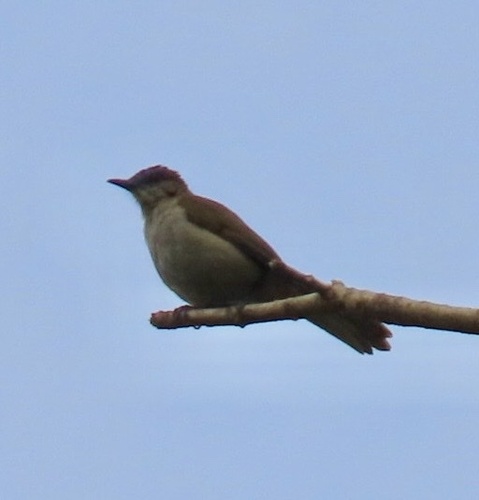 Slender-billed Greenbul (Stelgidillas gracilirostris), photo 3