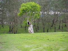 Eucalyptus alba