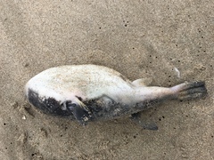 Amblyrhynchote honckenii