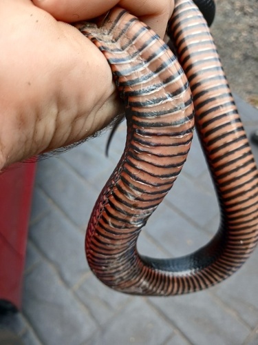 Red-bellied Black Snake sighting