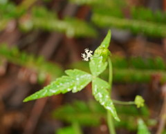 Hydrocotyle geraniifolia