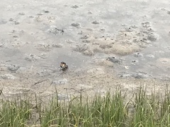 Parasesarma catenatum