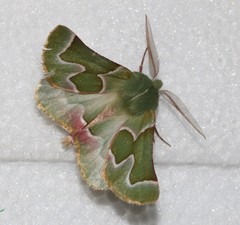 Drepanogynis smaragdaria