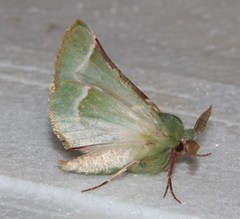 Drepanogynis smaragdaria