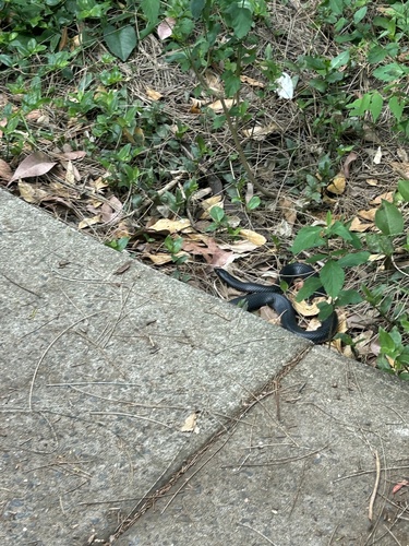 Red-bellied Black Snake sighting