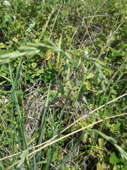 Dipcadi marlothii