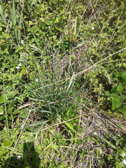 Dipcadi marlothii