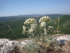 Seseli gummiferum
