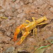 Southern Hemisphere Crayfishes - Photo (c) Reiner Richter, some rights reserved (CC BY-NC-SA), uploaded by Reiner Richter