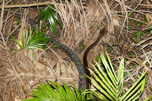 Australian Scrub Python sighting
