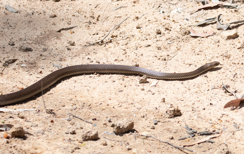 Eastern Brown Snake sighting