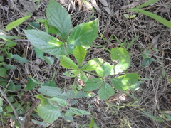 Cyphostemma flaviflorum