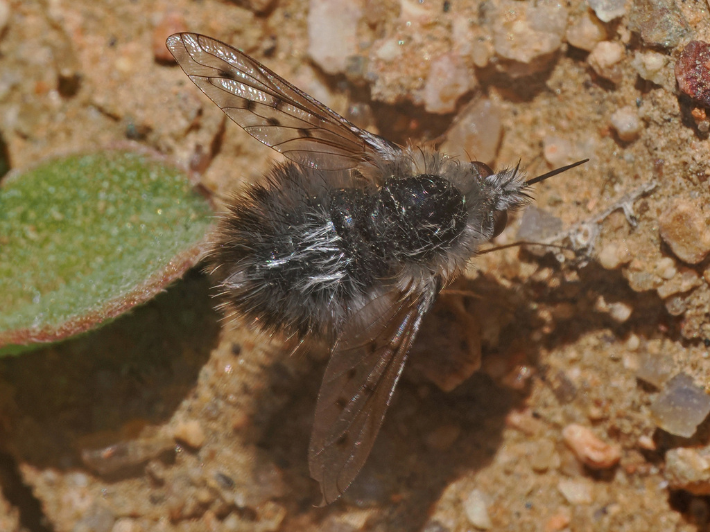 Australoechus punctifer